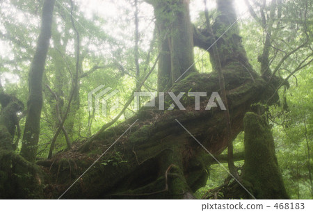 親愛的莫斯 468183