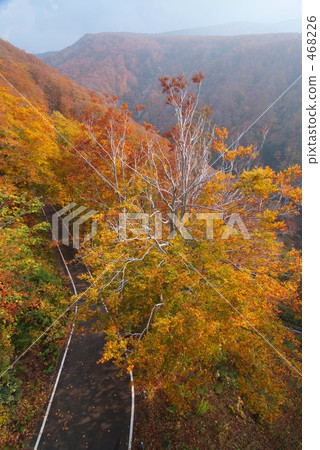 Autumn leaves drive 468226