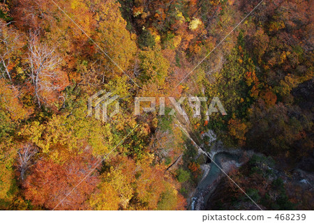 Shiogakura谷的秋葉 468239