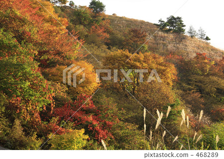 Autumn leaves Autumn leaves 468289