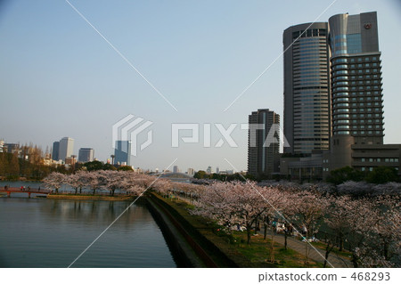 Cherry blossoms at Sakuranomiya Park 468293