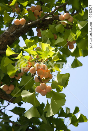 Ginkgo nuts Ginkgo nuts 468507