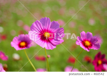 Cosmos Cosmos 468542