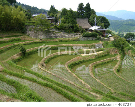 Hase山谷的水稻梯田 Hase山谷的水稻梯田 468727