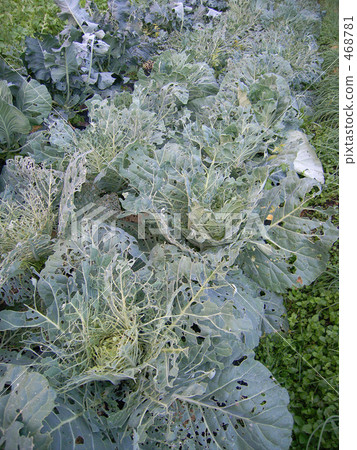Cabbage leaves eaten by insects 468781