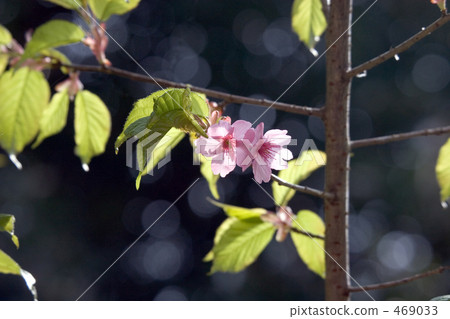 Spring Festival 469033