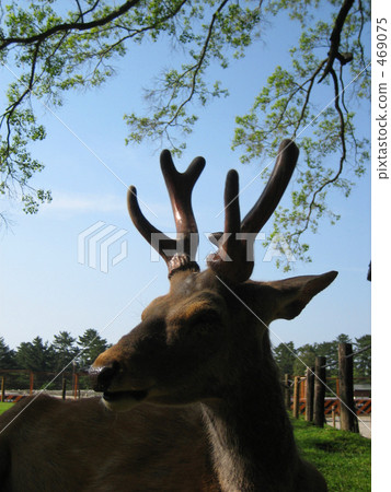 Nara / Deer of Nara Park 469075