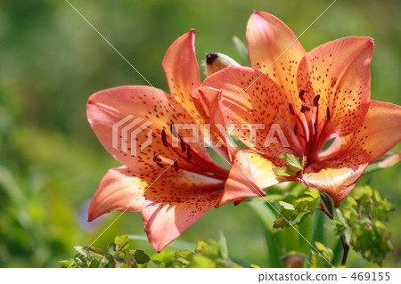 Ezo Sukashiri在Koshimizu開花 469155