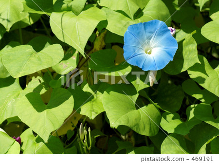 西方牽牛花 469191