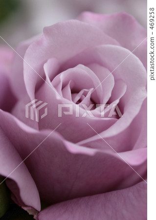 Elegant purple rose 469258