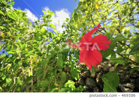 Hibiscus Taketomijima Okinawa Hibiscus Taketomijima Okinawa 469386