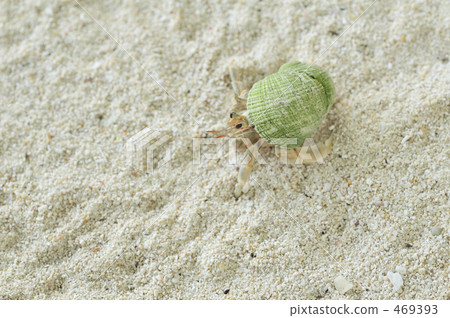 寄居蟹石垣島 469393