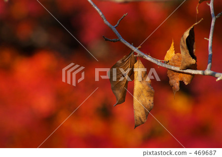 就在落葉之前 469687