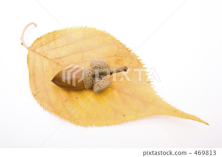 橡子在樹葉上 469813