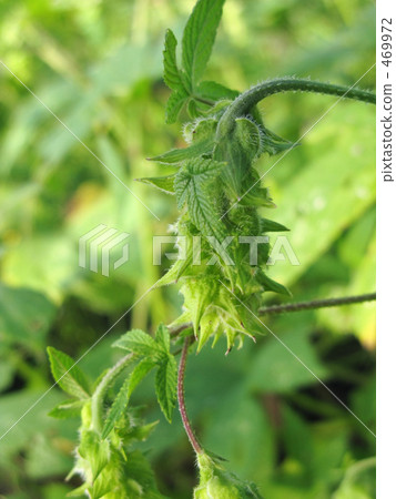 Female flower of Cannigla 469972