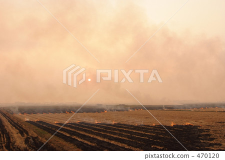 Grilled rice straw Grilled rice straw 470120