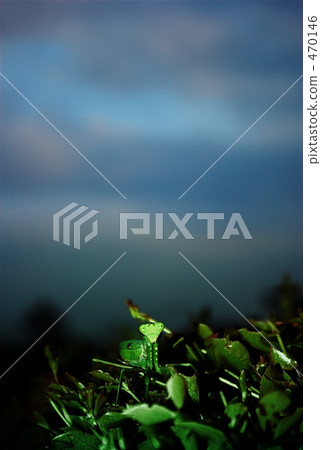 我是螳螂。 470146