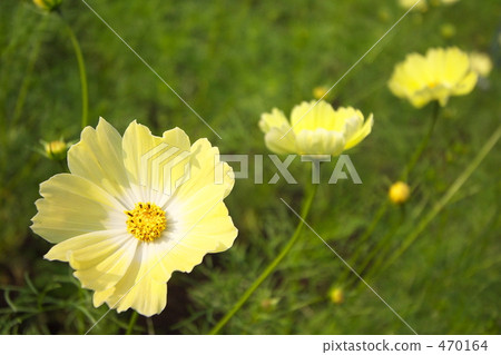 yellow campus, cosmos, cosmea 470164