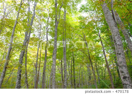 年輕的山毛櫸森林 470178