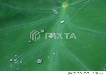 水滴葉 470327