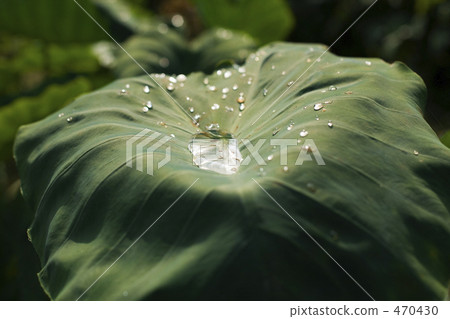 Polka dots of taro 470430