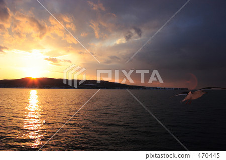 海鷗在黃昏飛行 470445