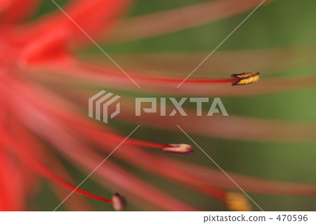 Cluster amaryllis 470596