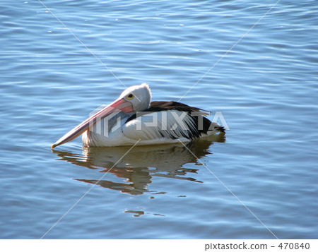 Pelican Pelican 470840