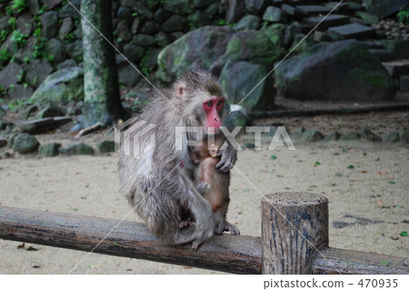 Monkey of Takasakiyama Natural Zoo 470935