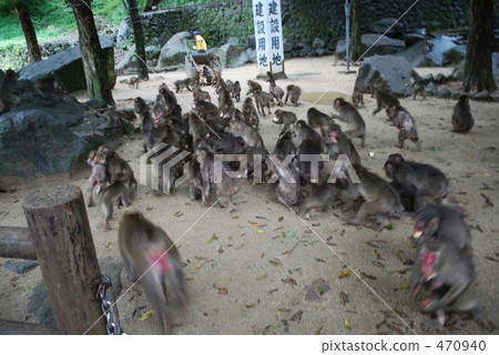 Monkey of Takasakiyama Natural Zoo 470940