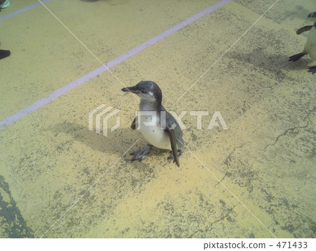 penguin, penguins, minamichita beach land 471433