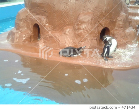 penguin, penguins, minamichita beach land 471434