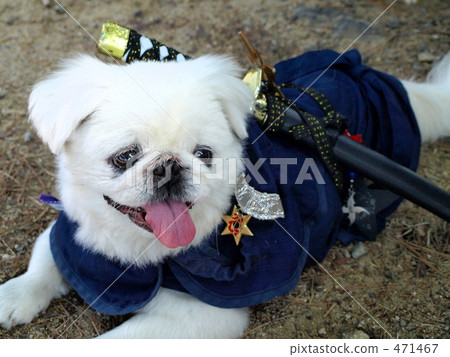 图库照片: 忍者狗