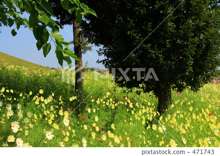 Cosmos field and sky 3 Cosmos field and sky 3 471743