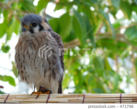 Kobe flower and bird falcon hayabusa 471786