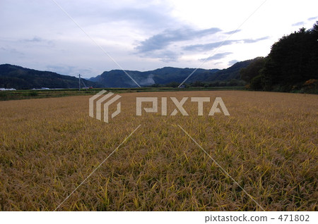 Rice harvesting early Mt. Inabo 471802