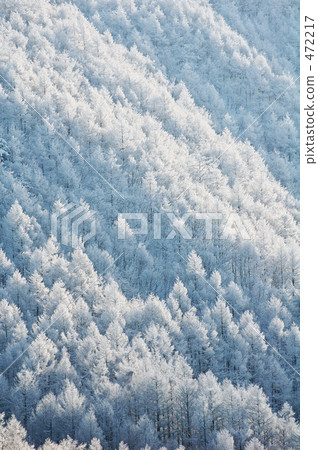 雪和森林 雪和森林 472217