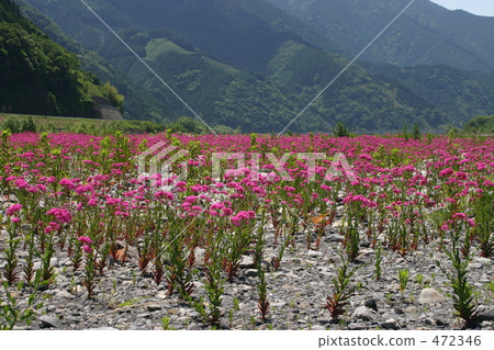 silene armeria flowers, cluster, colony 472346