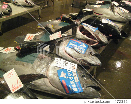 金槍魚 鮪魚 紅鮪 472352