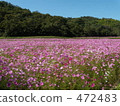 cosmos field, pink, autumn 472483