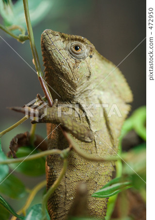 Suber Heitai Helmet Iguana 472950