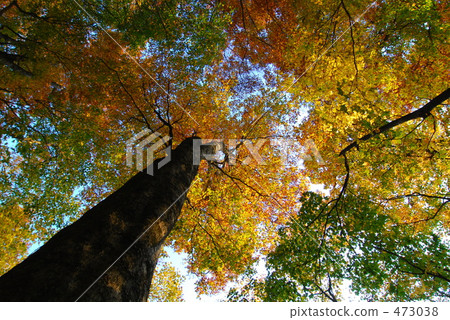 Shirakami的山毛櫸葉子 473038