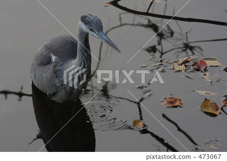 秋天的秋天 473067