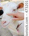 goat  473201