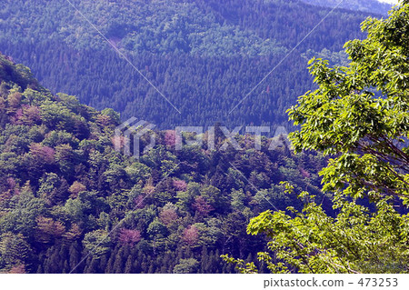 Spring autumn leaves (Haru Momiji) 473253