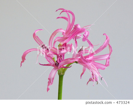 Nerine Nerine 473324