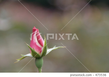 Buds of roses 473536