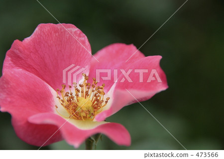 Red Roses 473566