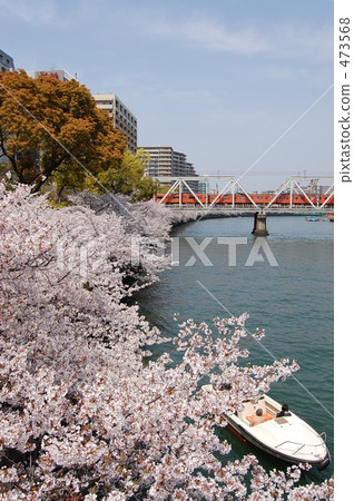 Cherry blossoms along Okawa. Cherry blossoms along Okawa. 473568