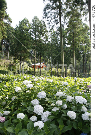 Mie Murotoji寺的繡球花 473726